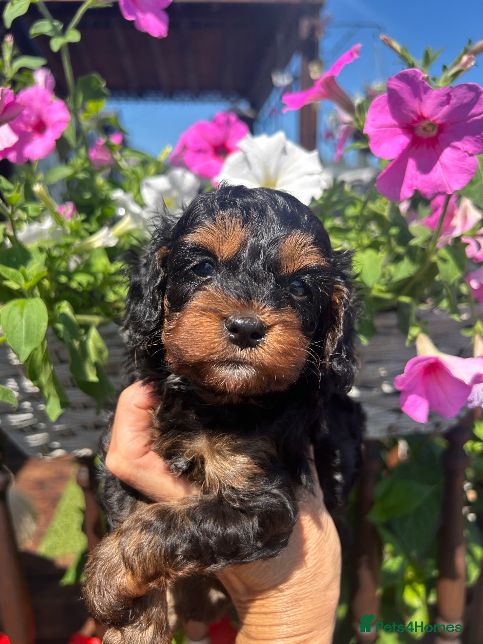 Cavapoo dogs 5🌟licensed cavapoo puppies  - Advert 2