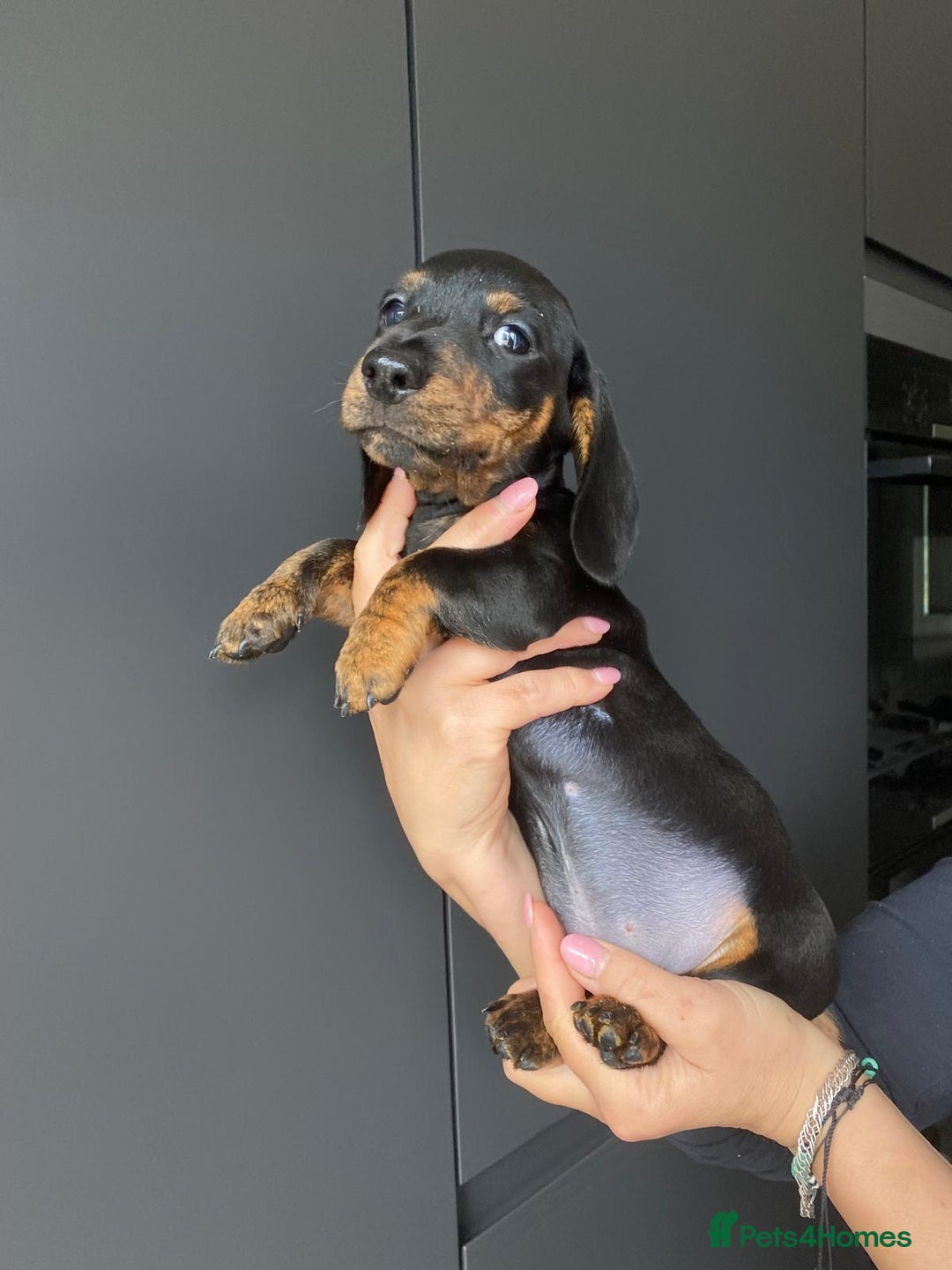 Dachshund dogs for sale: Miniature dachshund puppies - Image 9