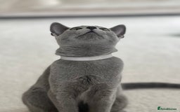 Russian Blue cats for sale: Pedigree Russian Blue Kitten - Girl - Image 5