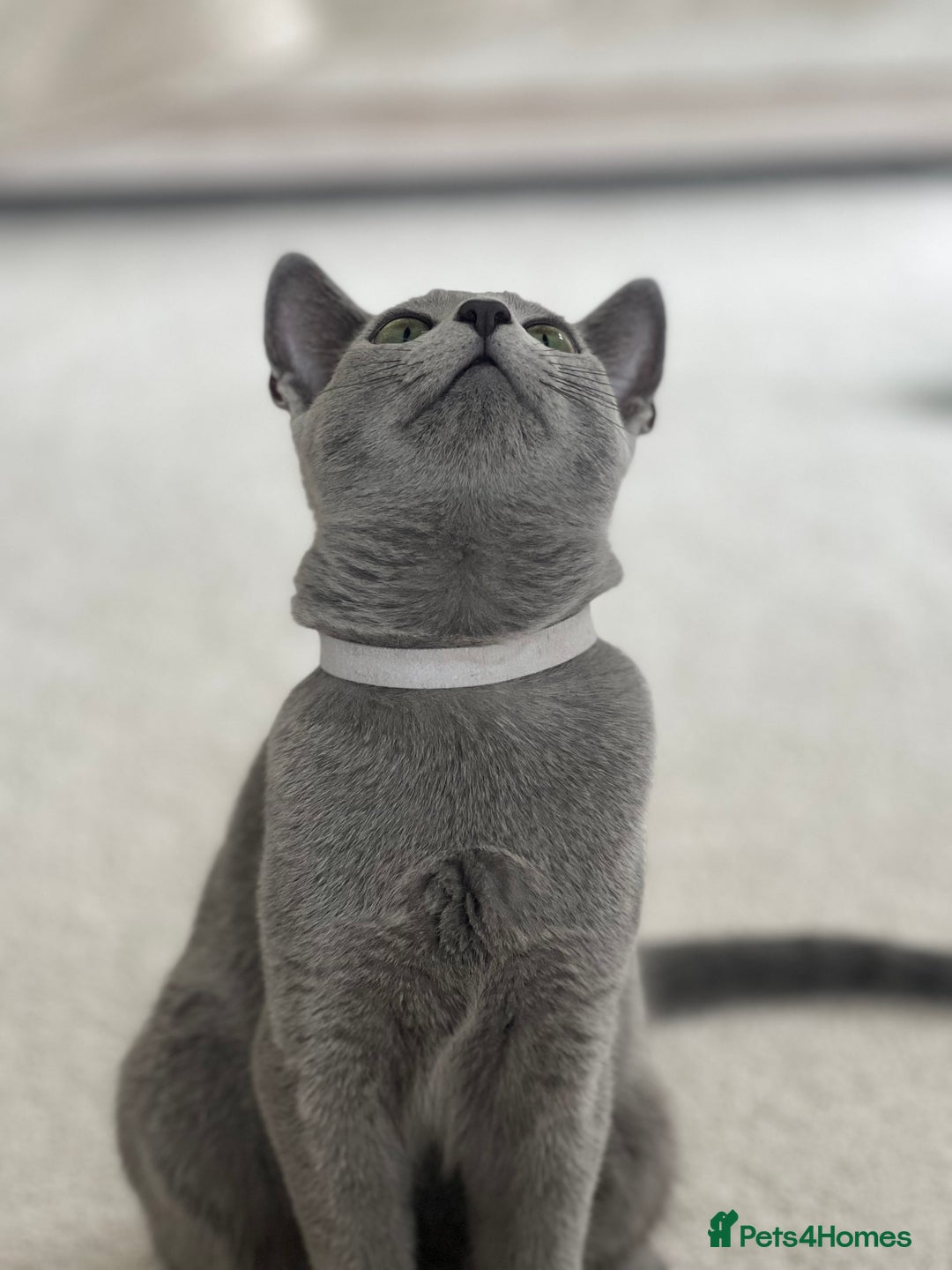 Russian Blue cats for sale: Pedigree Russian Blue Kitten - Girl - Image 5