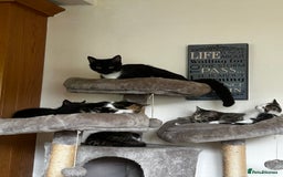 Mixed Breed cats for sale: Mixed Breed Tabby Kitten For Sale !! - Image 5