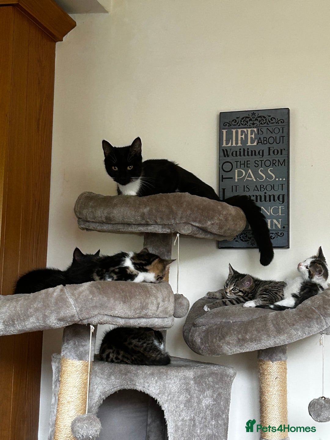 Mixed Breed cats for sale: Mixed Breed Tabby Kitten For Sale !! - Image 5