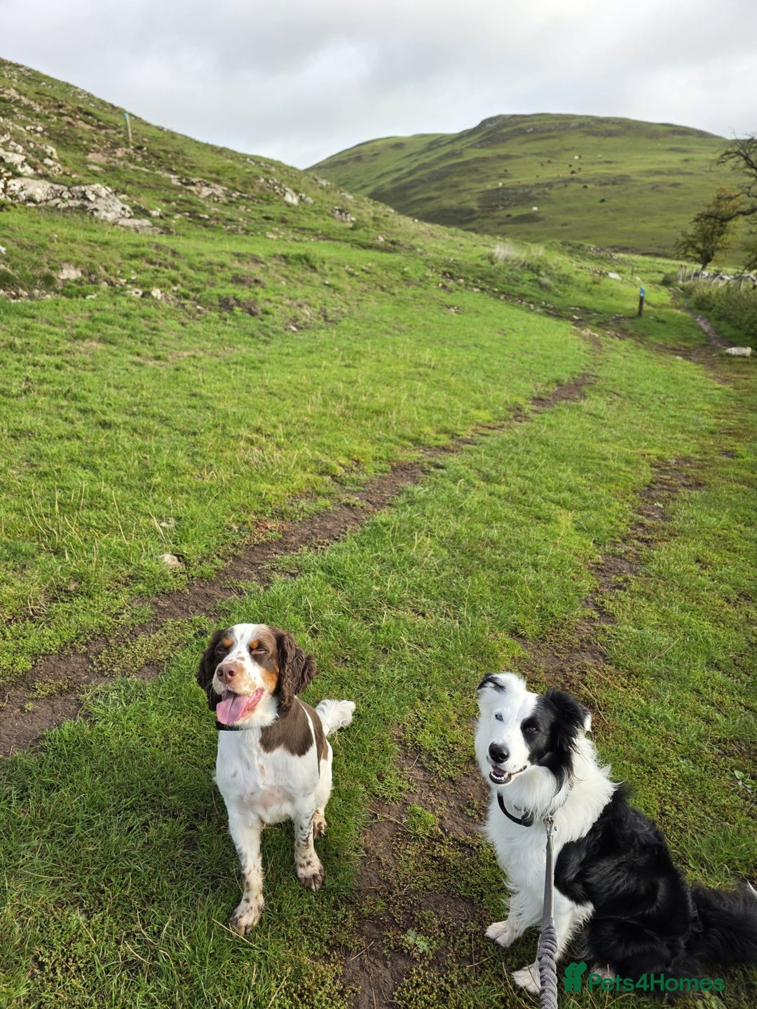 Border Collie dogs for sale: Border Collie 'Bandit' looking for a good home - Advert 7