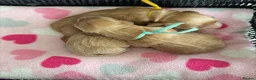 Cocker Spaniel dogs for sale: Stunning cocker spaniel pups  - Advert 4