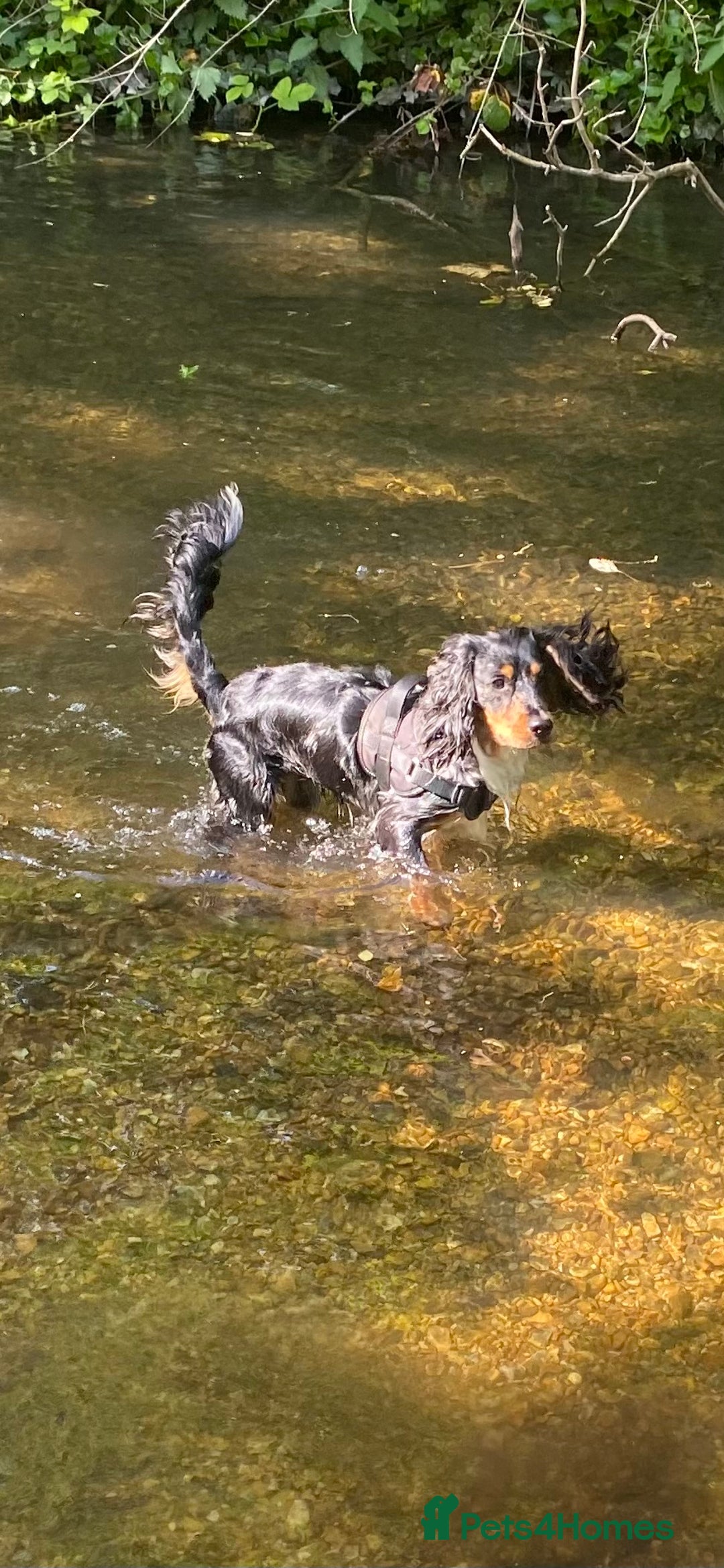 Sprocker dogs for stud: Milo  - Image 6