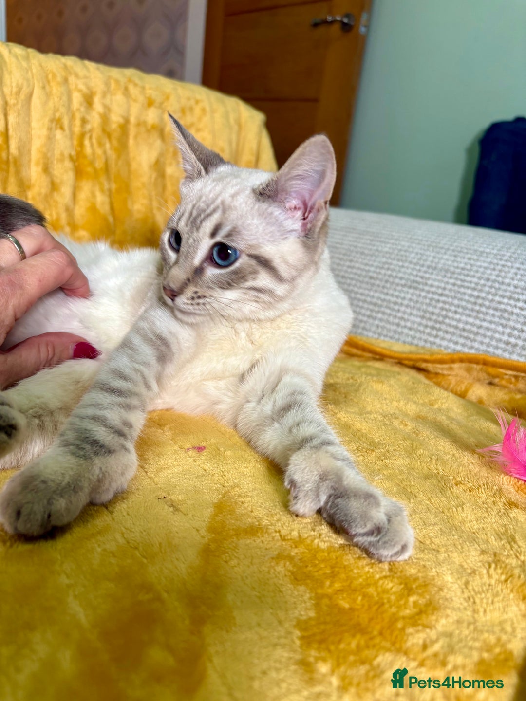 Bengal cats for sale: Breathtaking rare polydactyl snow leopard  - Advert 36