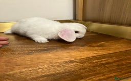 Mini Lop rabbits for sale: Mini Lop Bunnies for sale - Image 8