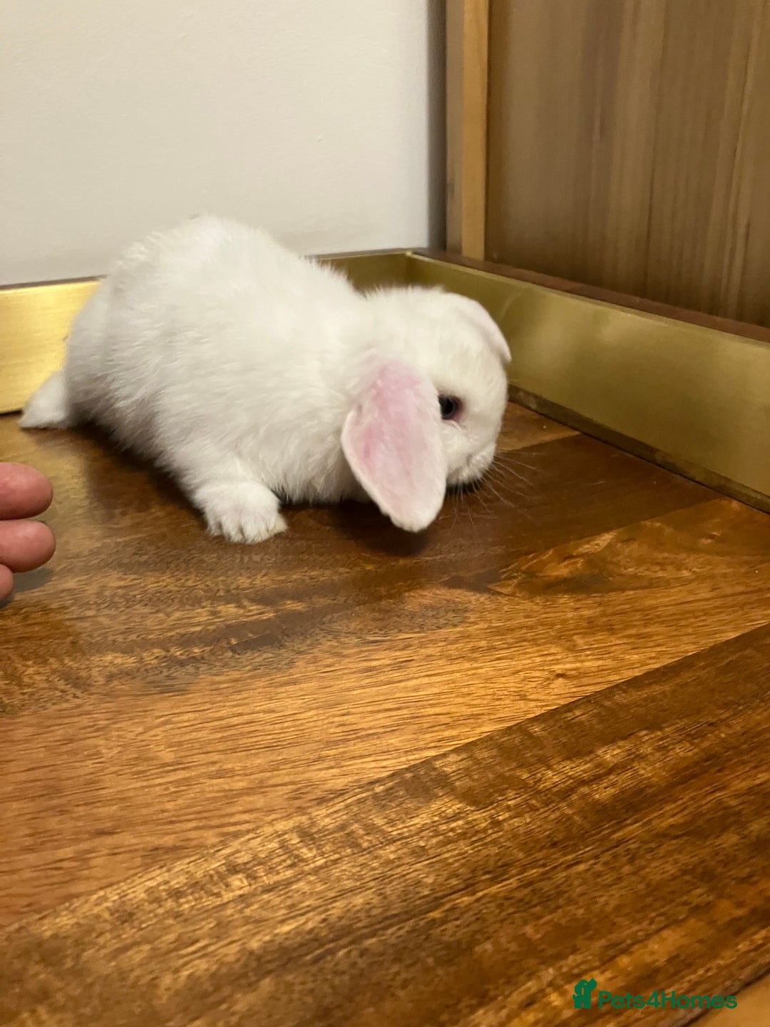 Mini Lop rabbits for sale: Mini Lop Bunnies for sale - Image 8