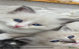 Siberian cats for sale: Siberian  in Southport - Image 5