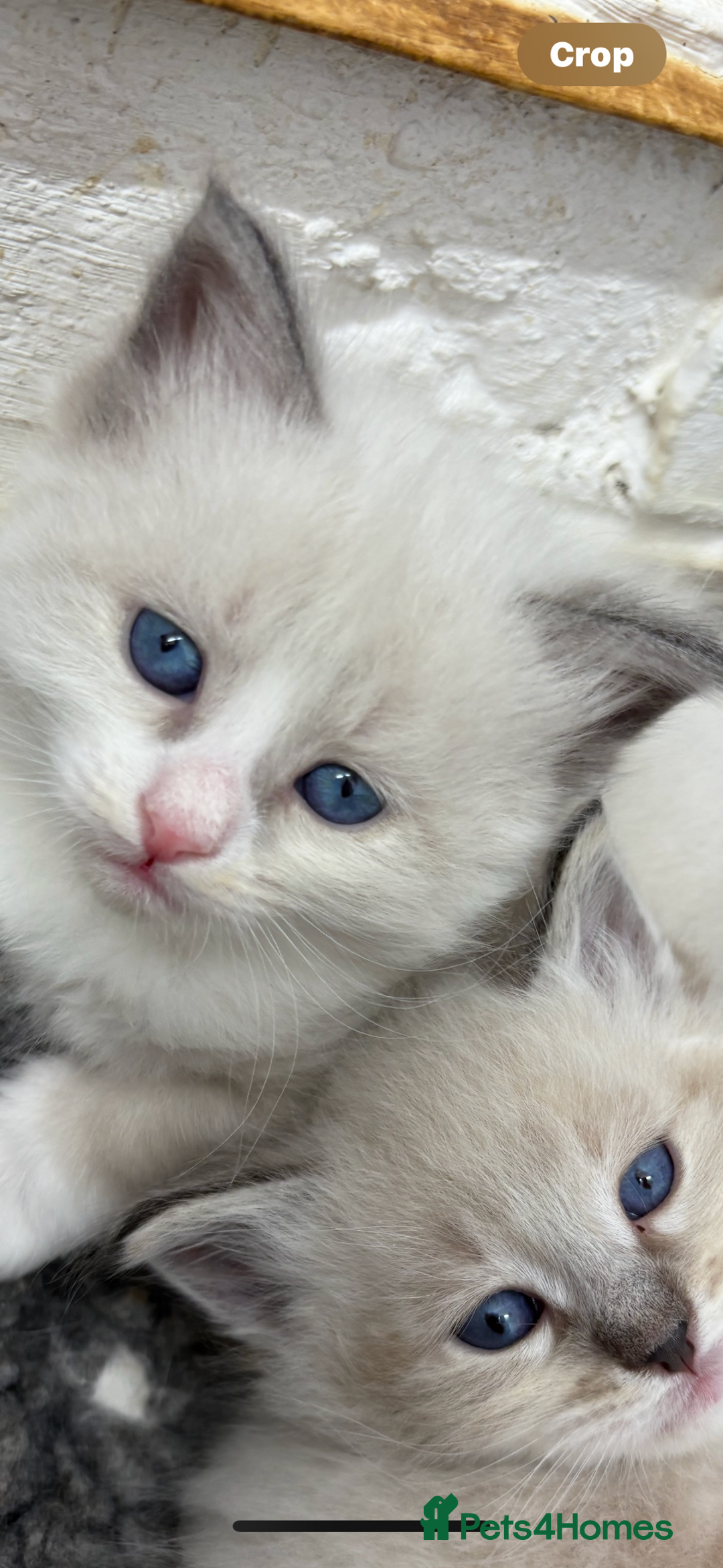 Siberian cats for sale: Siberian  in Southport - Image 5