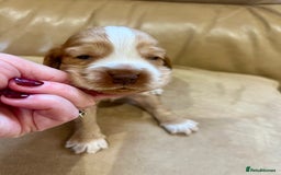 Cocker Spaniel dogs for sale: 4⭐️Licensed KC Reg English Show Cocker Spaniel - Image 10