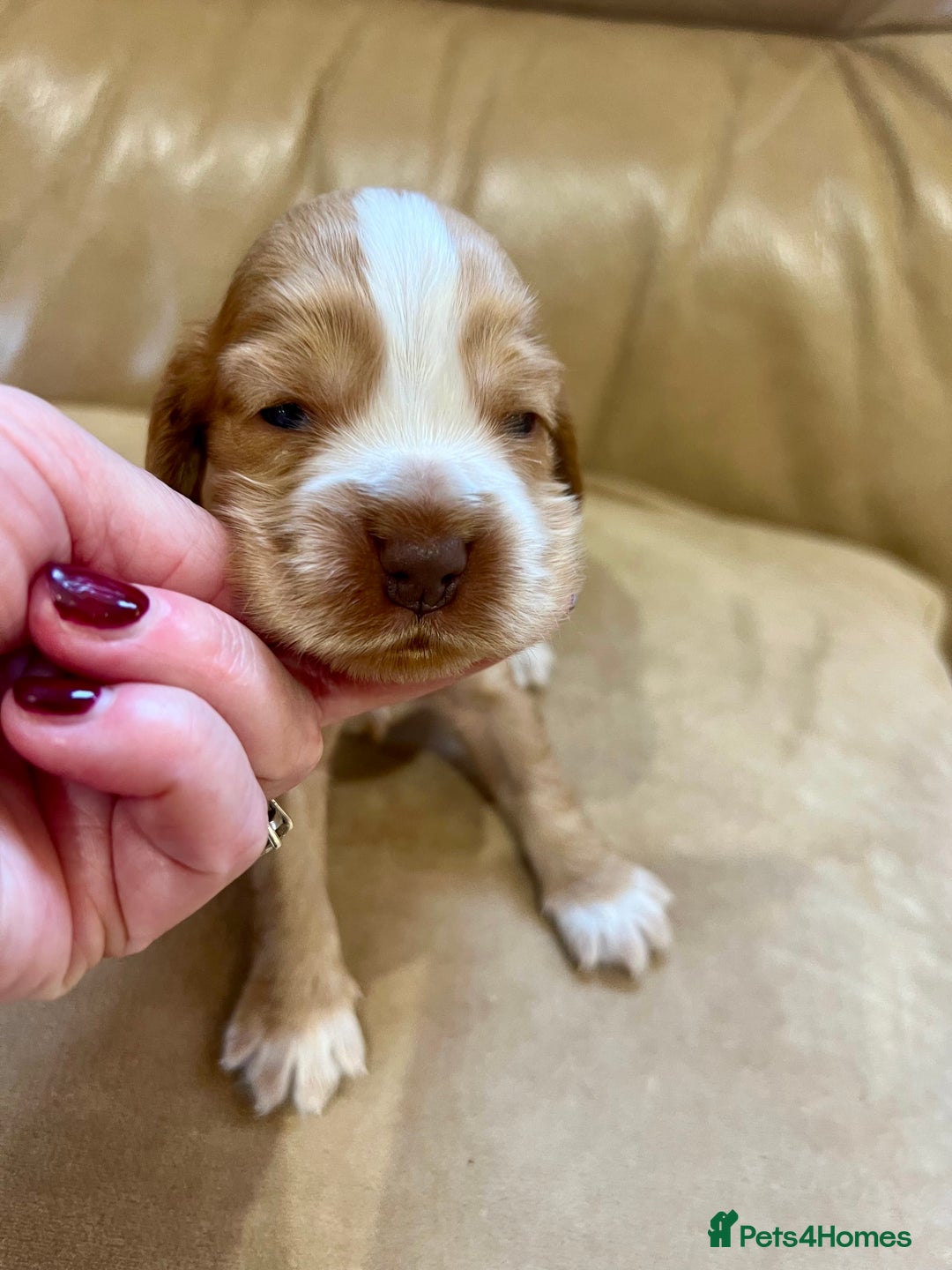 Cocker Spaniel dogs for sale: 4⭐️Licensed KC Reg English Show Cocker Spaniel - Image 10