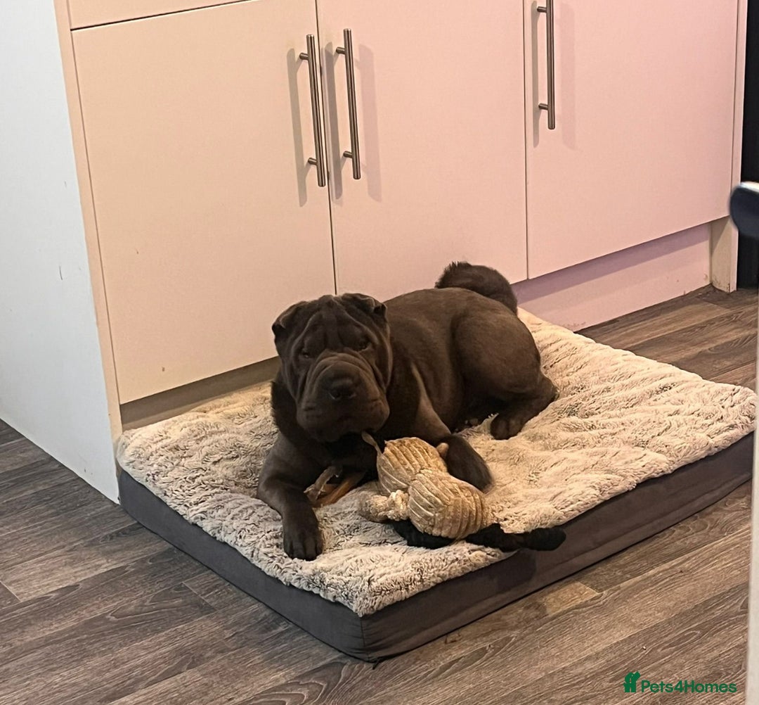 Shar Pei dogs for stud: Blue Shar Pei for Stud duties  - Image 1