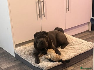 Shar Pei dogs - Advert 4