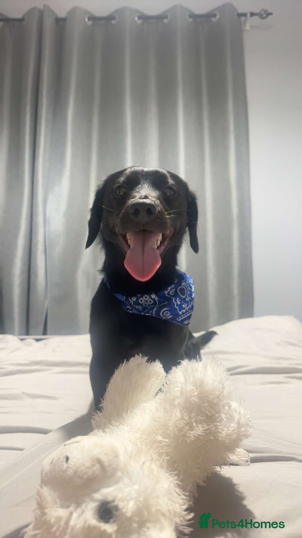 Mixed Breed dogs Dachshund x Patterdale terrier  - Advert 1