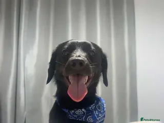 Mixed Breed dogs Dachshund x Patterdale terrier - Advert 1