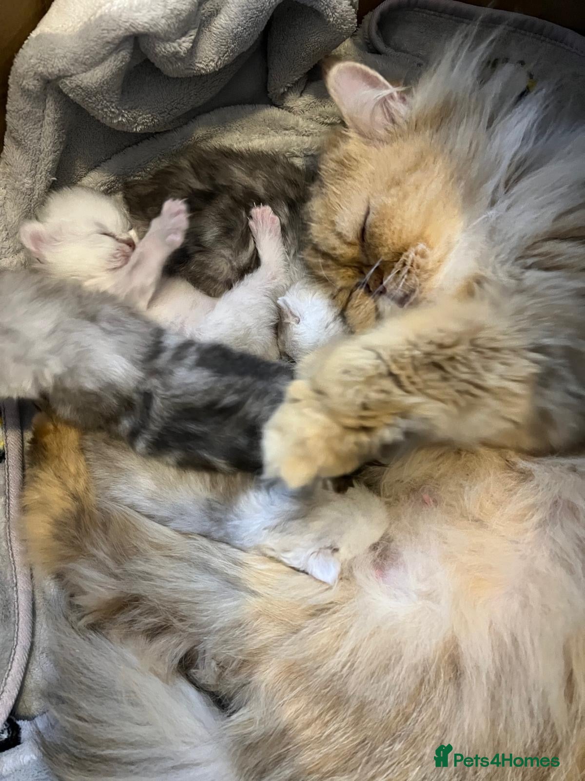 Persian cats Confident Pure bred  chinchilla Persian - Advert 10