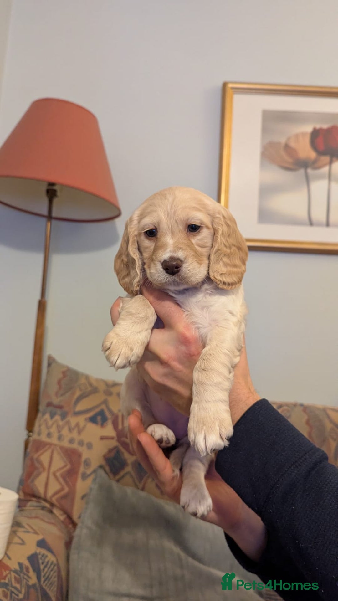 Cocker Spaniel dogs for sale: Working Cocker Spaniel puppies - Advert 11