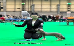 Chinese Crested dogs for stud: Julien INSOLITE FAMILIER import Pl  - Image 5