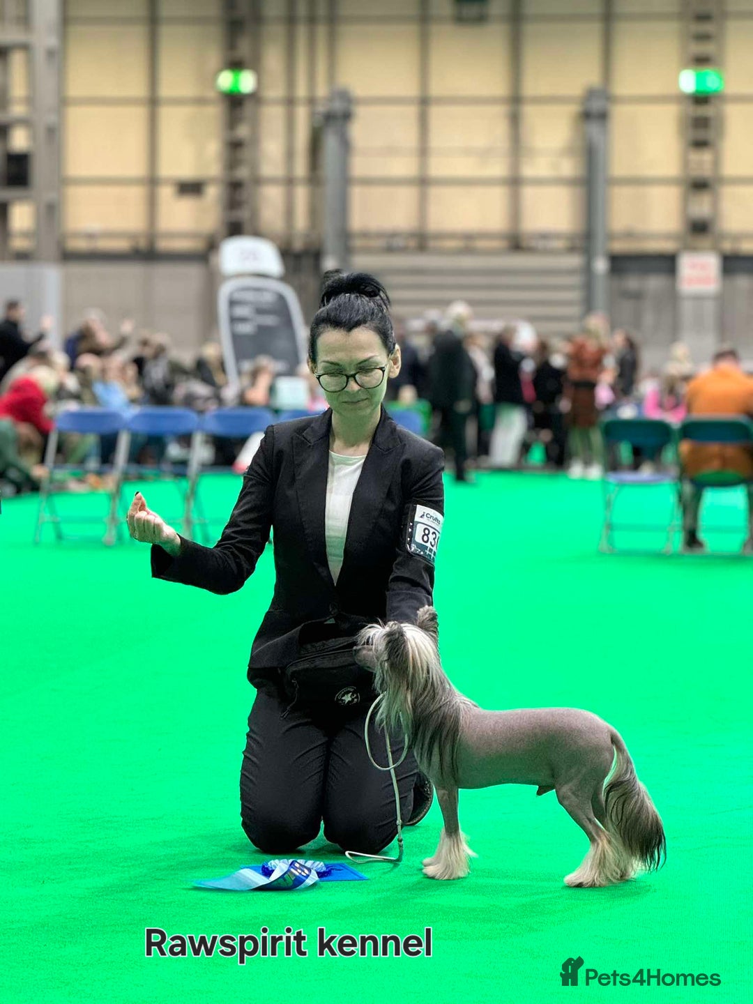 Chinese Crested dogs for stud: Julien INSOLITE FAMILIER import Pl  - Image 5
