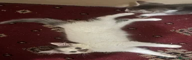 Milo 