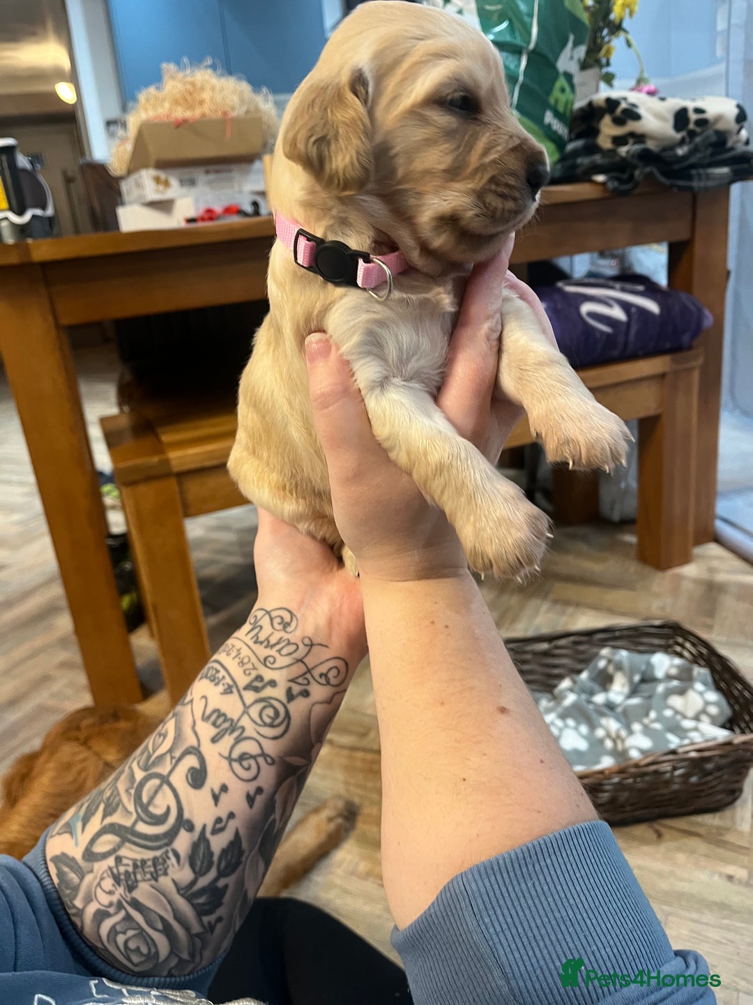 Golden Retriever dogs for sale: Gorgeous litter of 9 Golden Retrievers  - Image 12