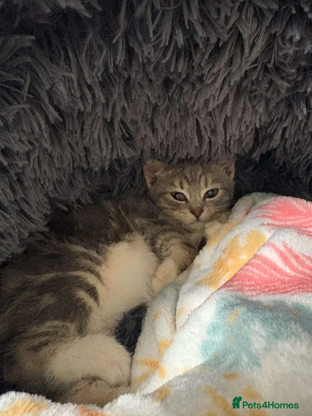 Mixed Breed cats for sale: silver kitten female  - Advert 3