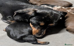 Miniature Dachshund dogs for sale: Quality KC/PRA clear Miniature Dachshund Puppies  - Image 13