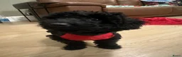 Miniature Poodle dogs for sale: Miniature poodles 1 male 1 female  - Advert 7