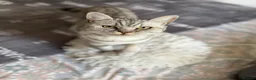 British Shorthair cats for sale: British short hair x Scottish fold kittens - Advert 7