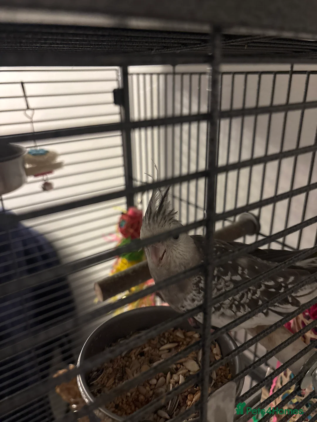 Parrots birds for sale: Cockatiel - Advert 3