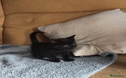 Mixed Breed cats for sale: 5 gorgeous kittens  - Image 8