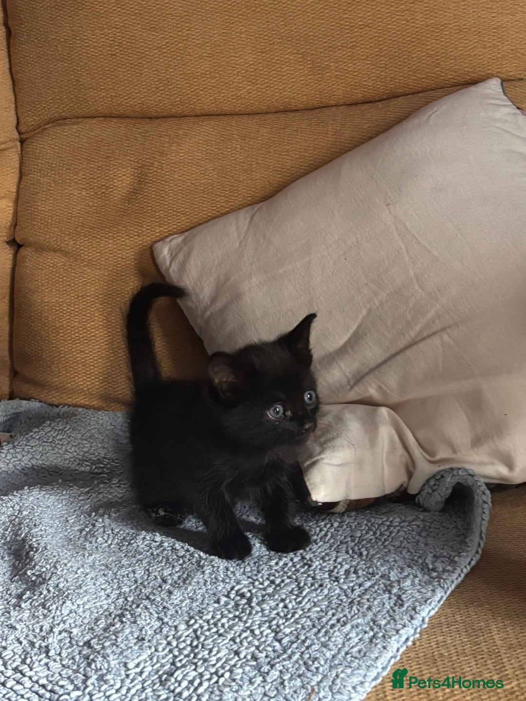 Mixed Breed cats for sale: 5 gorgeous kittens  - Image 8