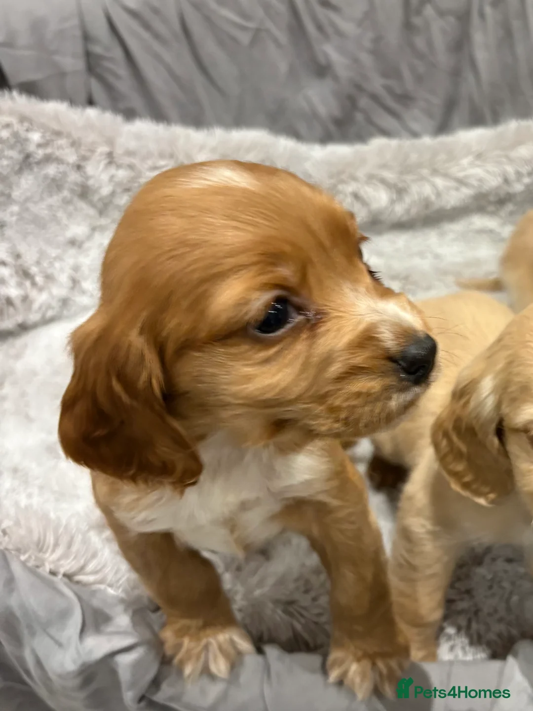 Cockapoo dogs for sale: F1 cockapoo - Advert 4