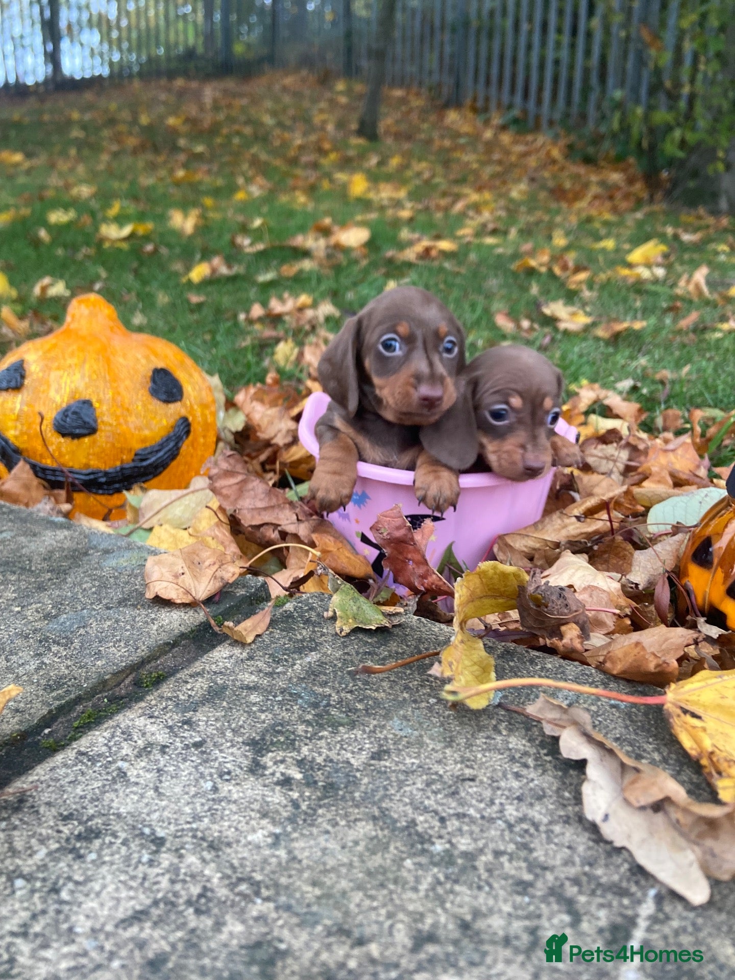 Miniature Dachshund dogs for sale: Miniature Dachshund  - Advert 8