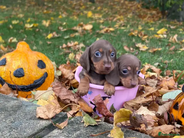 Miniature Dachshund dogs for sale: Miniature Dachshund - Advert 9