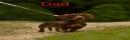 Dachshund dogs for sale: Miniture dachshund puppies in London - Advert 8