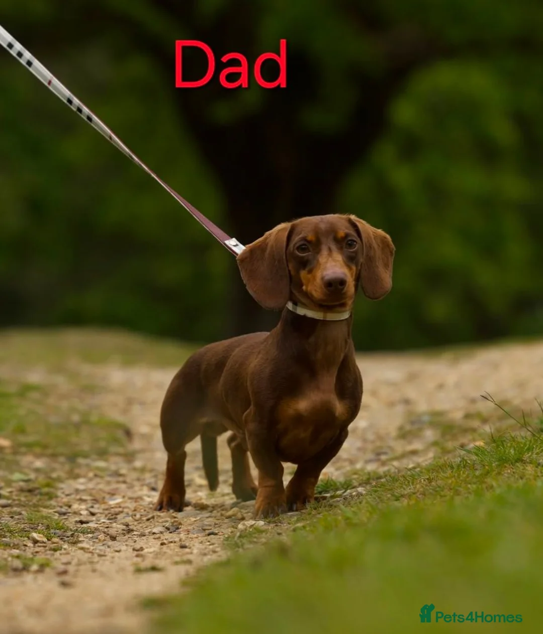 Dachshund dogs for sale: Miniture dachshund puppies in London - Advert 8