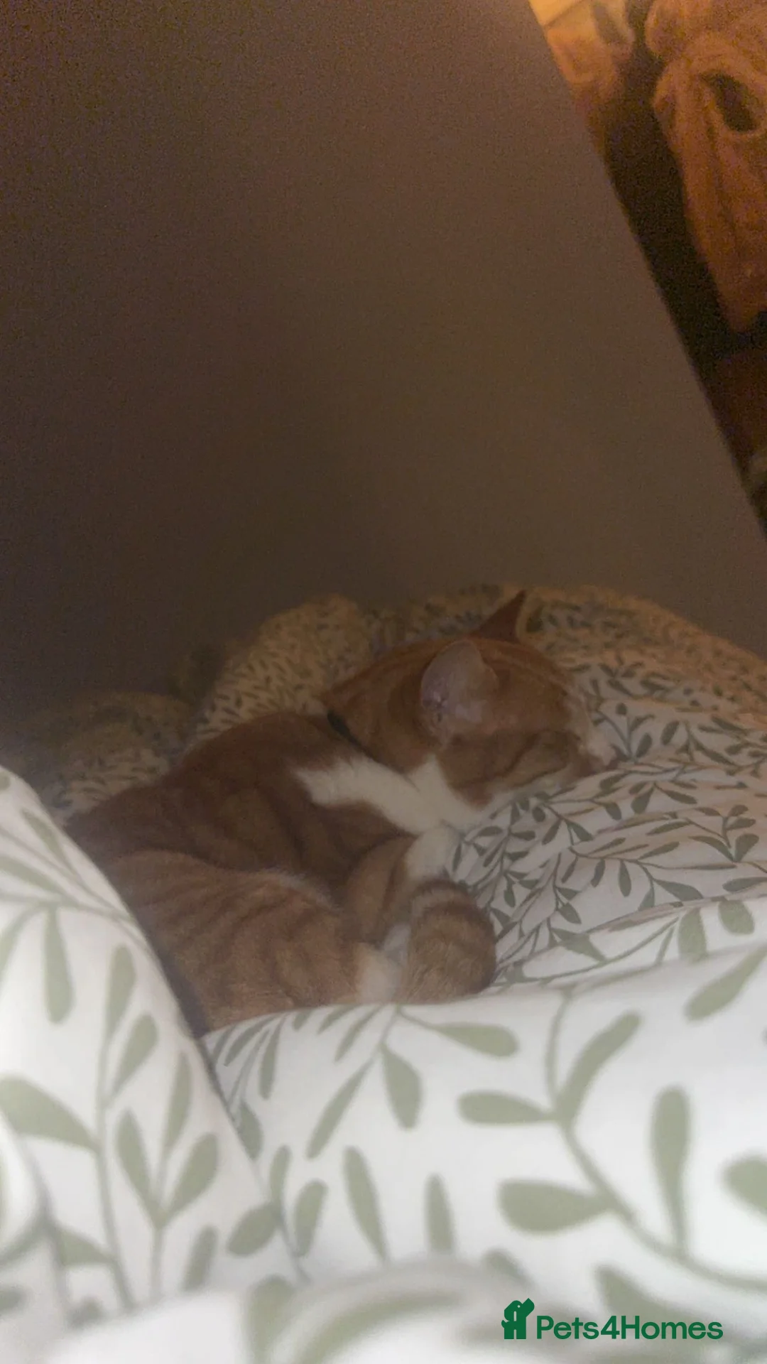 Mixed Breed cats for sale: Looking for a loving home for Jasper - Advert 3