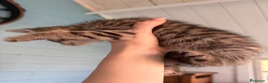 Mixed Breed 2