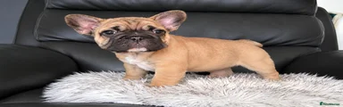 French Bulldog 4