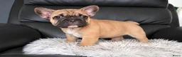 French Bulldog dogs for sale: Playful Litter of French Bulldog Puppies  in Sutton - Advert 5