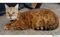Bengal cats for sale: Stunning Bengal Pedigree female cat - Image 4