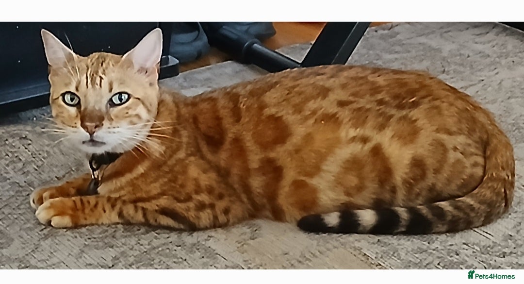 Bengal cats for sale: Stunning Bengal Pedigree female cat - Image 4