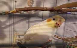 Cockatiels birds for sale: Beautiful 5 old Month Lutino Cockatiel  - Image 7
