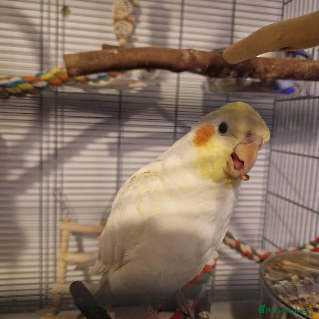 Cockatiels birds for sale: Beautiful 5 old Month Lutino Cockatiel  - Image 7