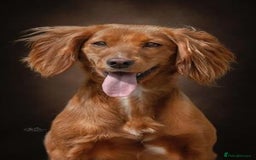 Cocker Spaniel dogs for sale: Golden / Red Working Cocker Puppy Kennel Club reg - Image 6