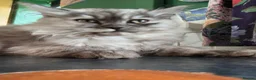 Mixed Breed cats for sale: Super fluffy ragdoll kittens. Cuddly teddy bears - Advert 20