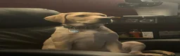 Labrador Retriever dogs for sale: Unfortunate rehoming - Advert 4