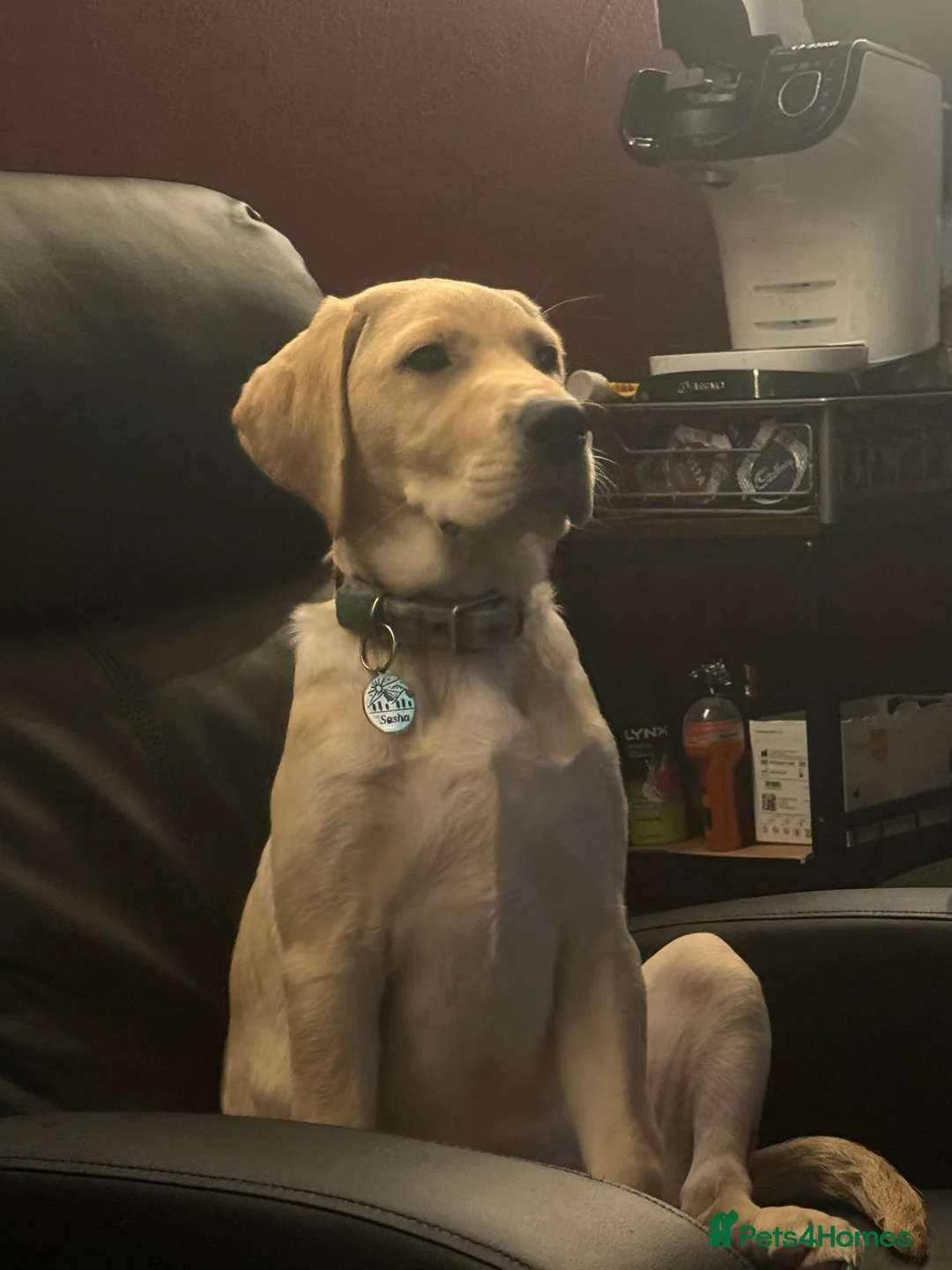 Labrador Retriever dogs for sale: Unfortunate rehoming - Advert 4